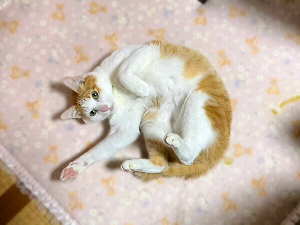 猫ペットシッター