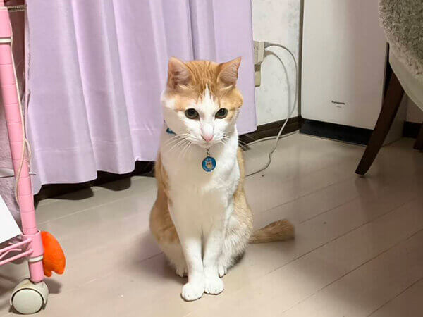 猫ペットシッター