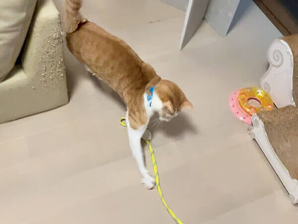 猫ペットシッター