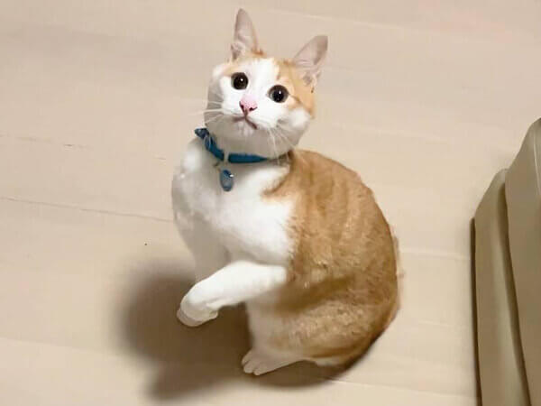 猫ペットシッター