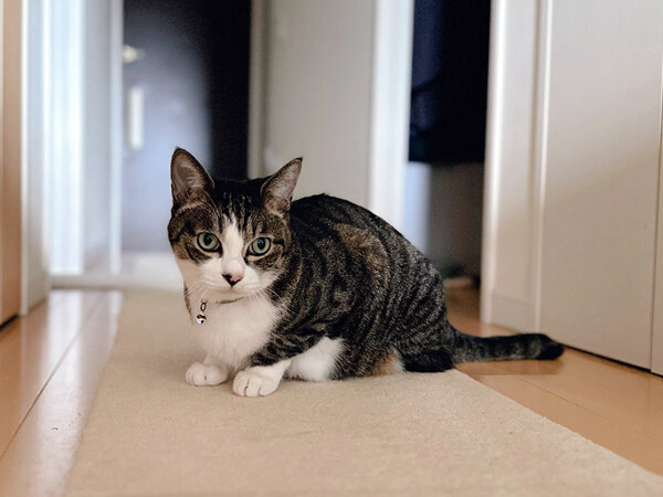 猫ペットシッター