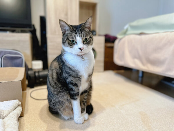 猫ペットシッター