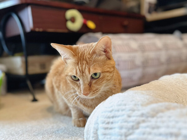 茶トラ猫ペットシッター