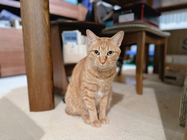 茶トラ猫ペットシッター