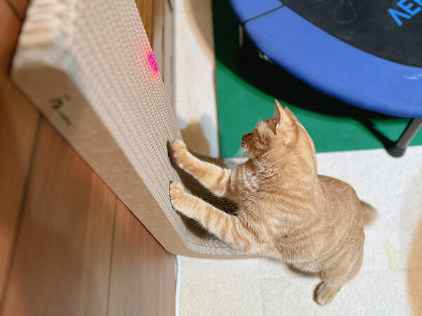 茶トラ猫ペットシッター