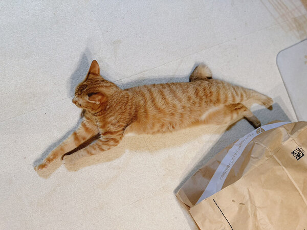 茶トラ猫ペットシッター