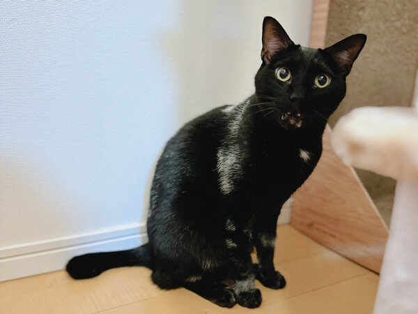 猫ペットシッター