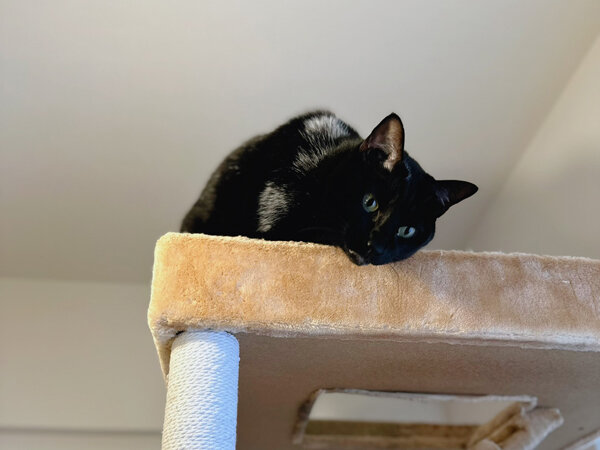 猫ペットシッター