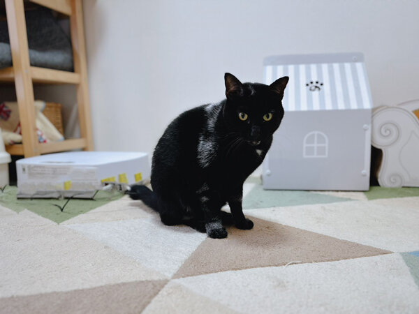 猫ペットシッター