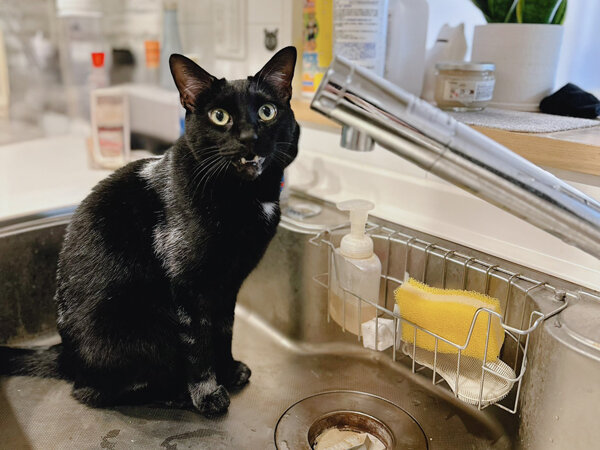 猫ペットシッター