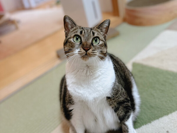 猫ペットシッター