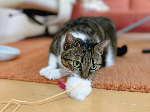 猫ペットシッター