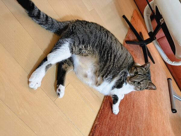 猫ペットシッター