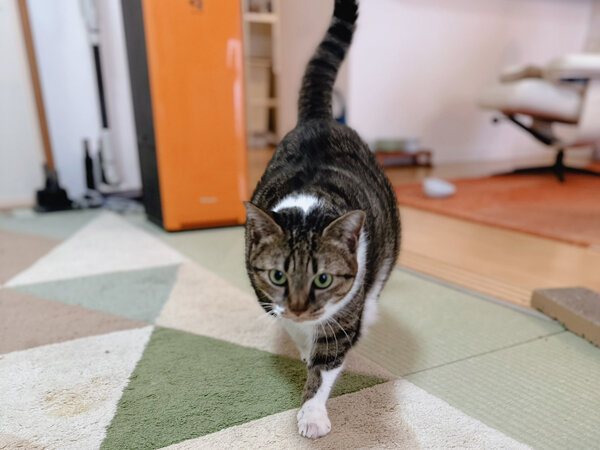 猫ペットシッター