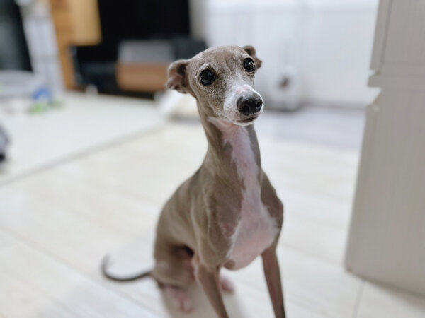 小型犬イタリアングレーハウンドペットシッター