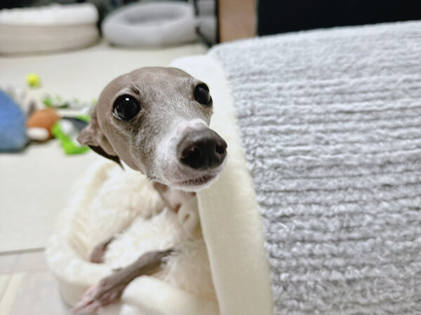 小型犬イタリアングレーハウンドペットシッター