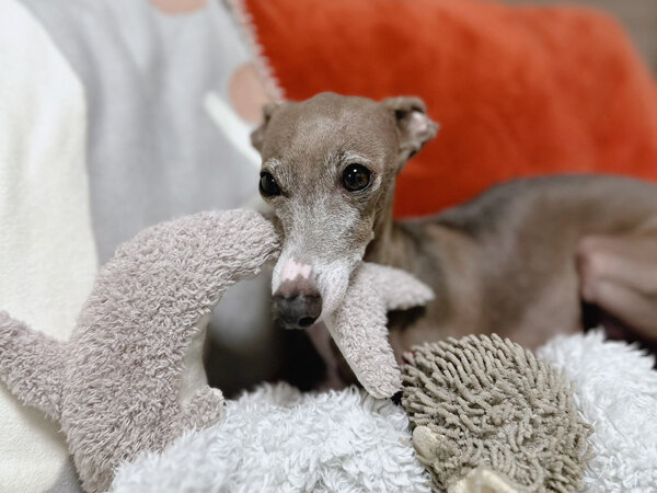 小型犬イタリアングレーハウンドペットシッター