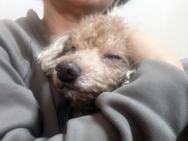 小型犬トイプードルペットホテル