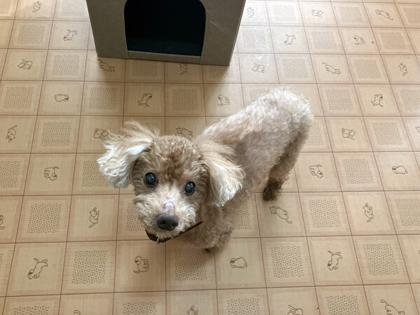 小型犬トイプードルペットホテル