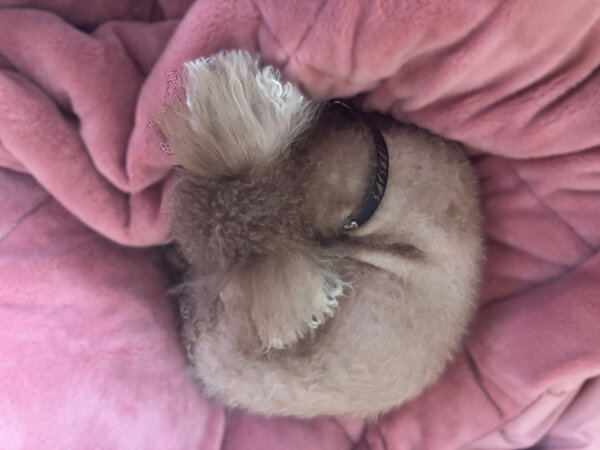 小型犬トイプードルペットホテル