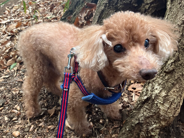 小型犬トイプードルペットホテル
