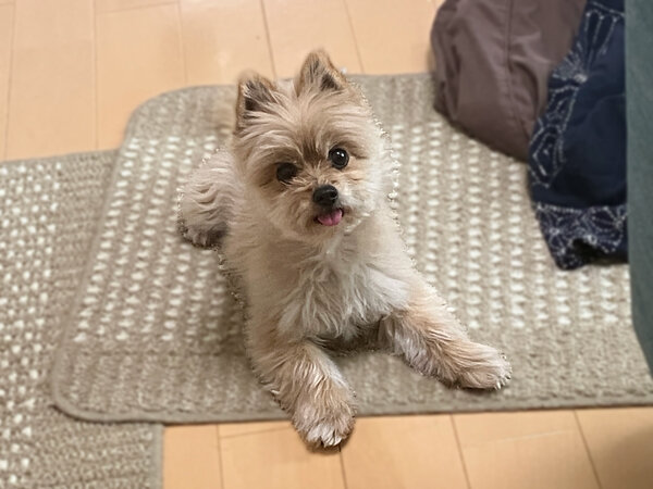 小型犬ポメラニアン×ヨーキーペットシッター
