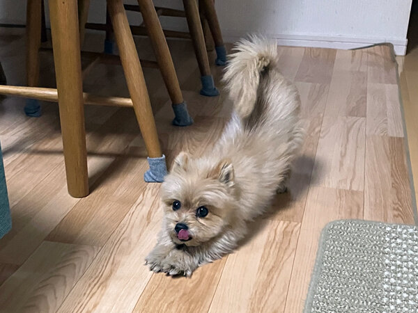 小型犬ポメラニアン×ヨーキーペットシッター