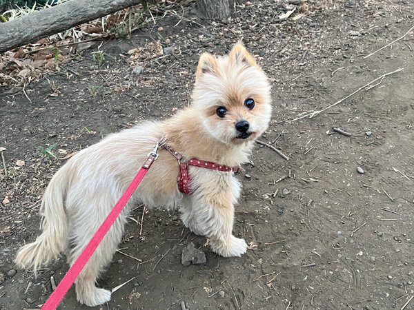 小型犬ポメラニアン×ヨーキーペットシッター