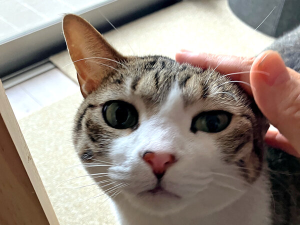 猫ペットシッター