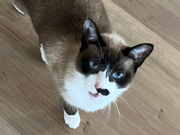 猫ペットシッター