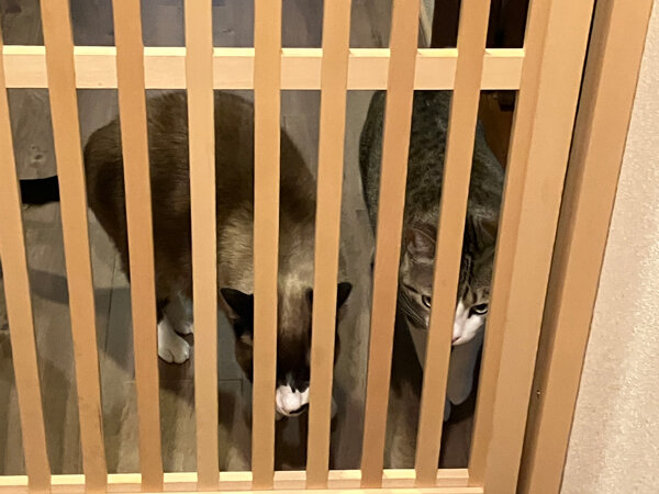 猫ペットシッター