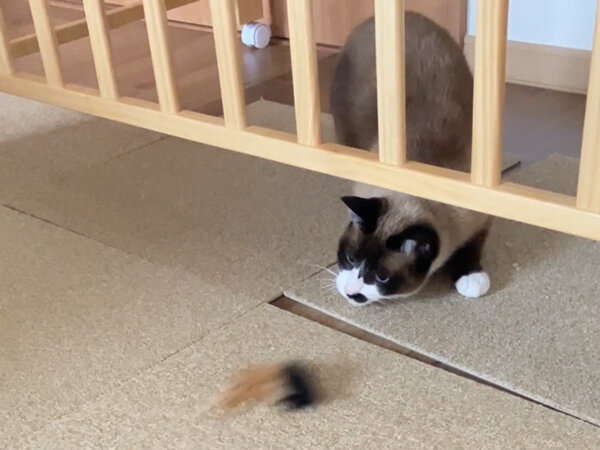 猫ペットシッター