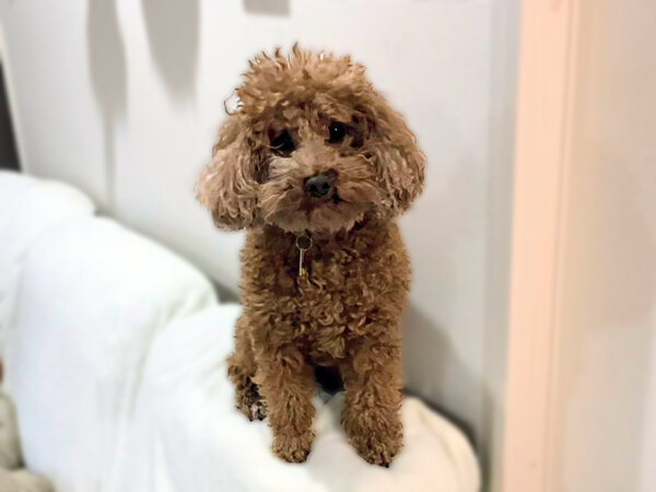 小型犬トイプードルペットシッター