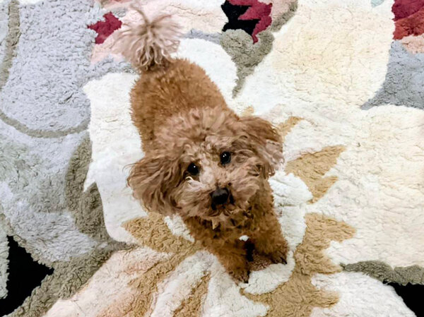 小型犬トイプードルペットシッター