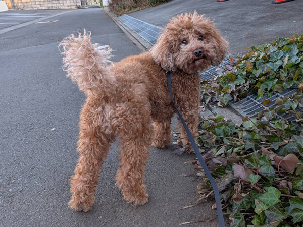 小型犬トイプードルペットシッター