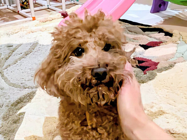 小型犬トイプードルペットシッター