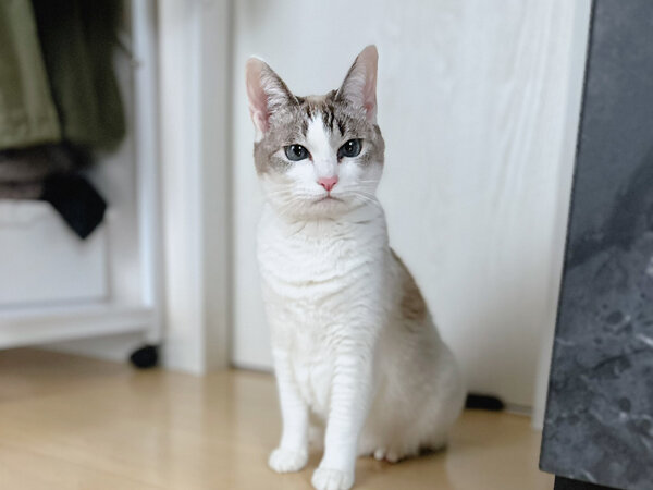 猫ペットシッター