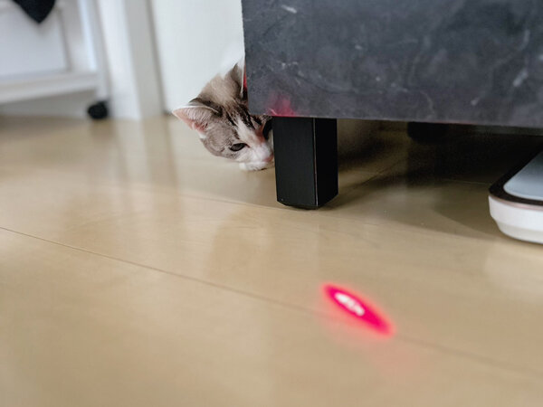 猫ペットシッター