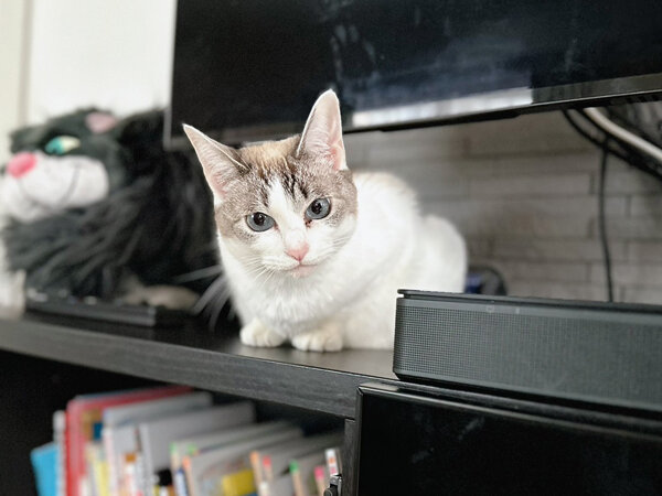 猫ペットシッター