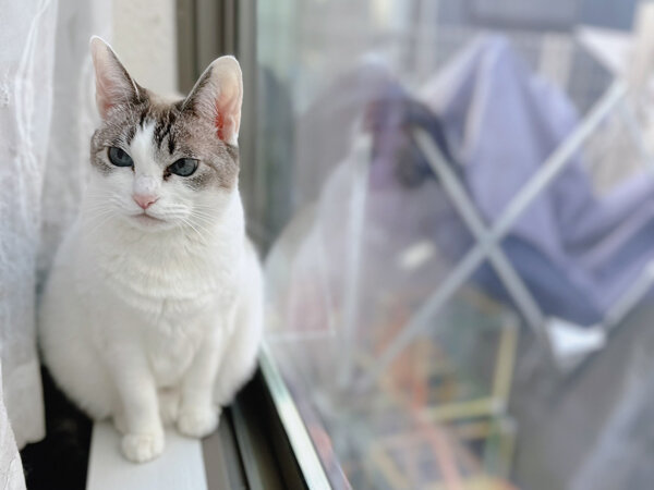 猫ペットシッター