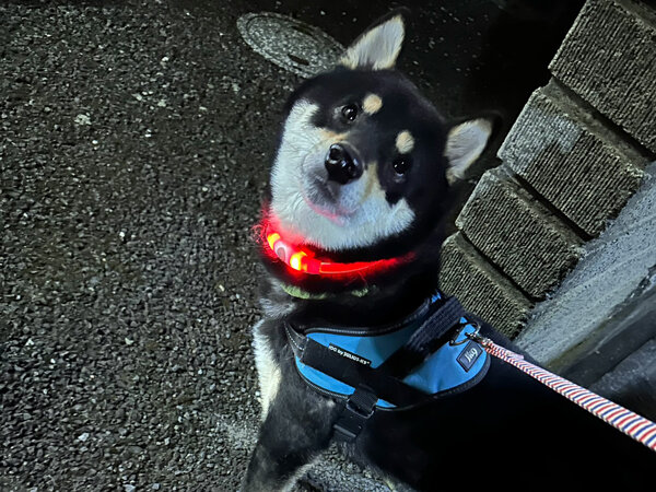 中型犬柴犬ペットシッター