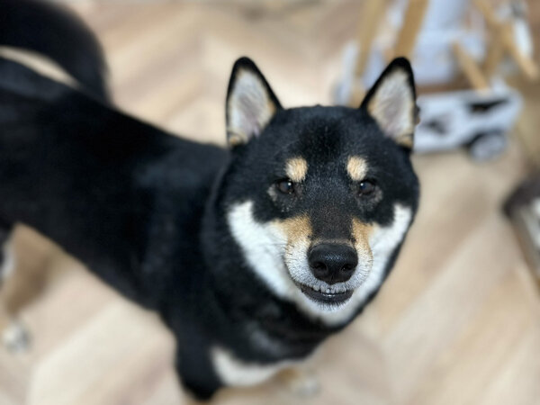 中型犬柴犬ペットシッター