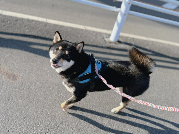 中型犬柴犬ペットシッター