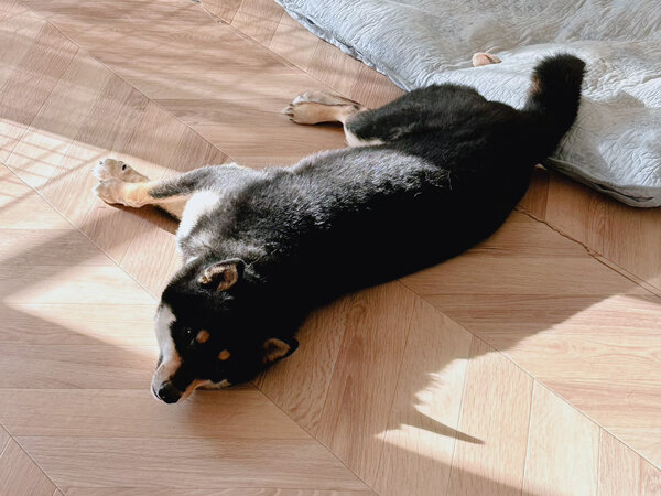 中型犬柴犬ペットシッター