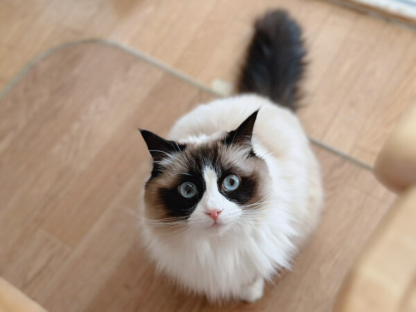 猫、ラグドール ペットシッター