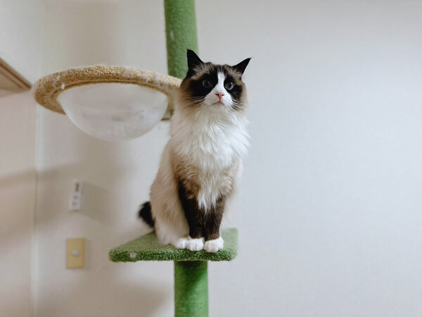 猫、ラグドール ペットシッター