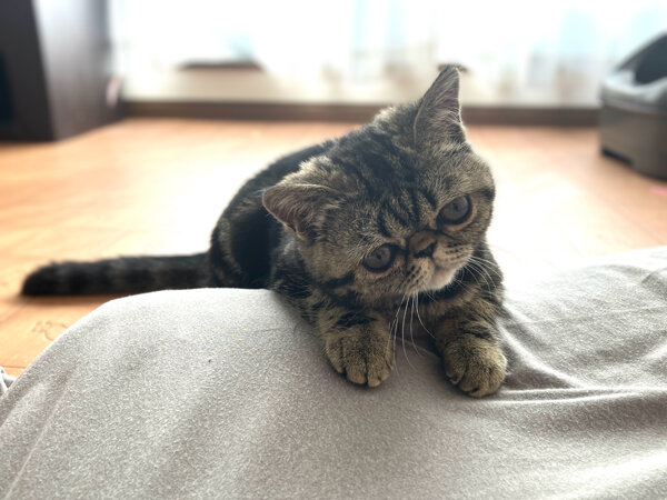 エキゾチックショートヘア仔猫ペットホテル