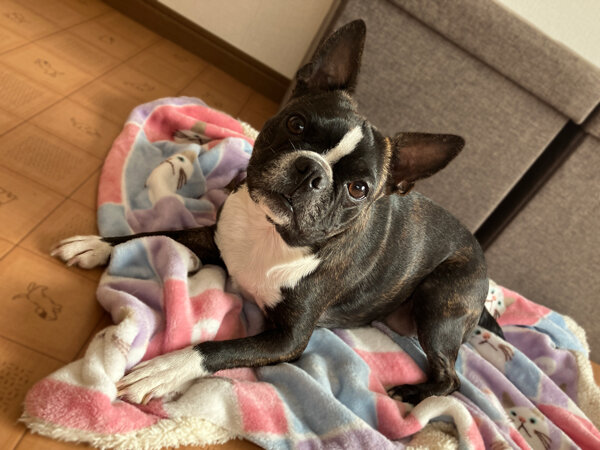 小型犬ボストンテリアペットホテル