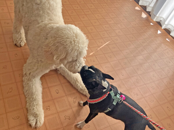 小型犬ボストンテリアペットホテル