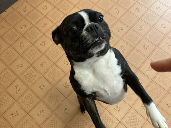 小型犬ボストンテリアペットホテル